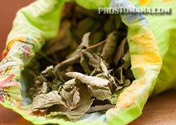 Заготовка и хранение растений чая